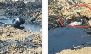 Свалку из битума и щебня устроили возле села Павлодарское