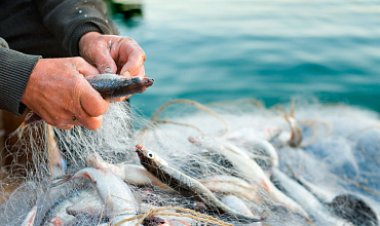 Май ауданында балық аулау ережесін бұзған тұрғын  жазаланды