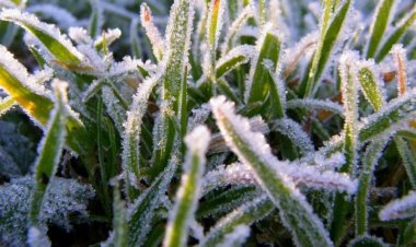 15 мамырда Павлодар облысында үсік жүреді