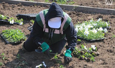 Павлодарда бір жылдық гүлдер отырғызыла бастады