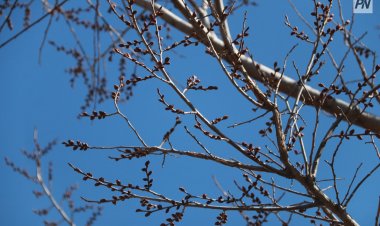 18 мамыр күні Павлодар облысында күн салқын болады