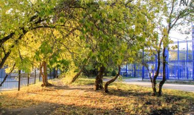 Жұма күні Павлодар облысында жел болады