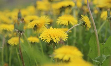 Ветрено и без осадков будет 20 мая в Павлодарской области