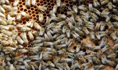 Медовым пчелам грозит исчезновение