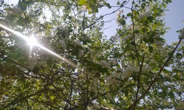 Ветреную погоду обещают в Павлодарской области 24 мая