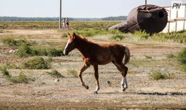 Павлодар ауданында мал иелері үш жақты шарт жасасуы тиіс