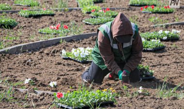 Павлодарлық  жасылелдіктер жалғызбасты тұрғындарға көмектесуде