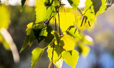 Найзағай, бұршақ: Павлодар облысына маусым айына арналған ауа райы