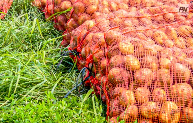 Павлодар облысында жаңа піскен көкөністердің бағасы төмендеді