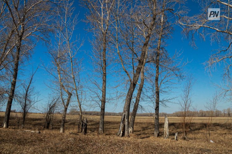 Сәрсенбі күні Павлодар облысында жел болады