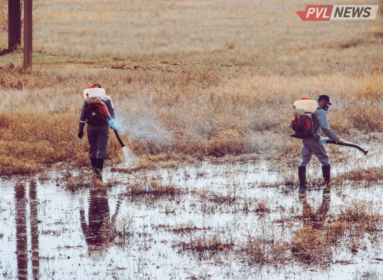 Карту потравы гнуса в водоемах разработали в Павлодаре