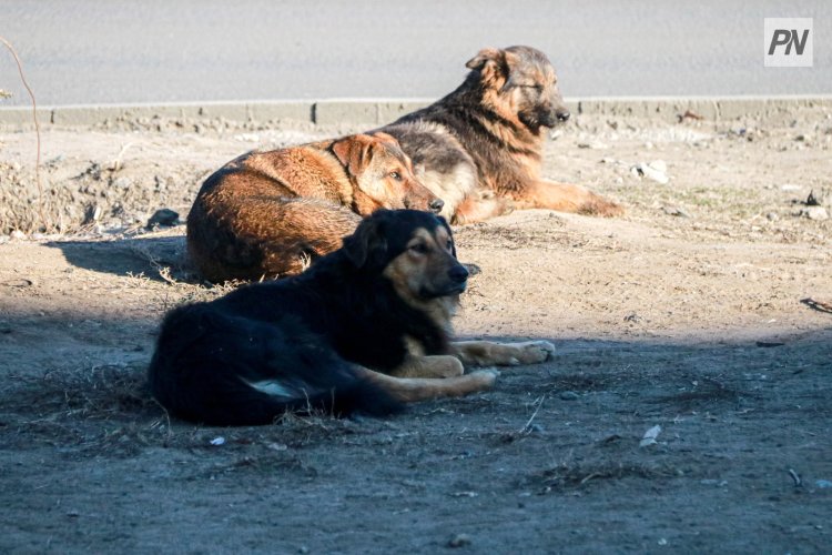 Собак с повадками волков усыпили в Павлодарской области