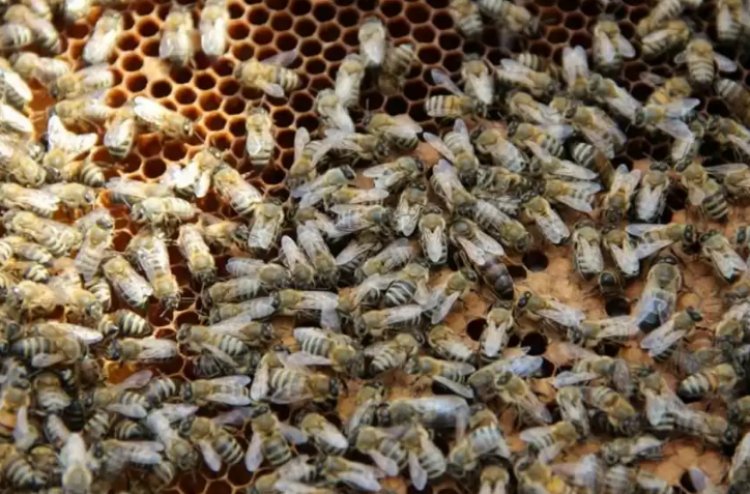 Медовым пчелам грозит исчезновение