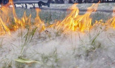 Пух загорелся на набережной Павлодара (ВИДЕО)