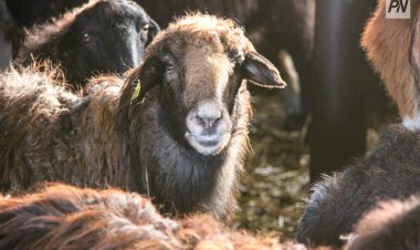 Павлодарда Құрбан шалатын орындар тексерілді