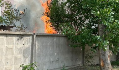 Павлодарда теректер жанды