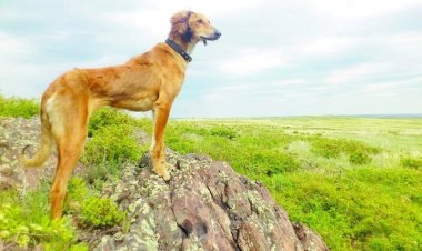 Қазақы ит тұқымдарын халықаралық деңгейде тануға өтінім берілді