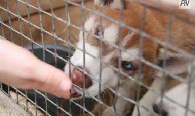 Dog Party Павлодар: Жобадан түскен қаражат қайырымдылыққа жұмсалады