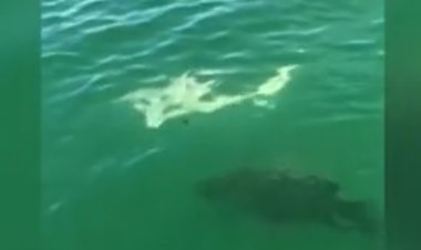 В США гигантская рыба проглотила акулу на глазах у рыбаков (ВИДЕО)