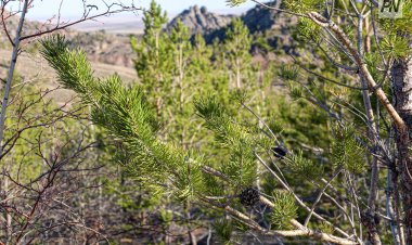 Дожди не снизили уровень пожарной опасности в лесах Павлодарской области