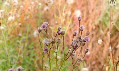 Павлодар облысының 12 ауданында жатаған укекіреге байланысты карантин жарияланды