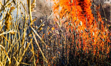 Павлодарда бағбаншылық маңында құрғақ шөп жануда