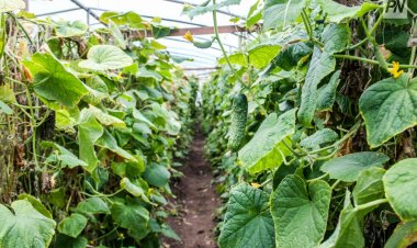 Фермерские теплицы смогут получить субсидии государства в РК