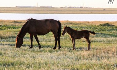 Табун лошадей потоптал картофельное поле в Павлодарском районе