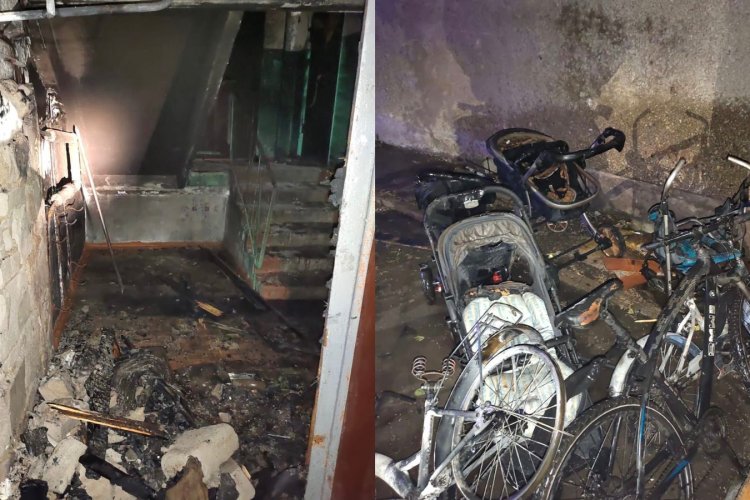 Төрт аяғында тұрған, түкті есектер