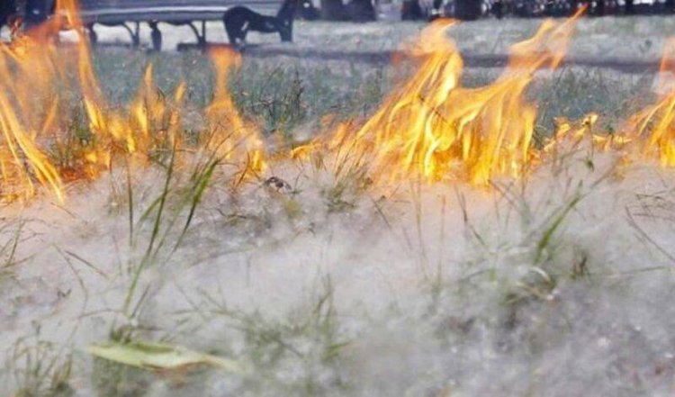 Пух загорелся на набережной Павлодара (ВИДЕО)