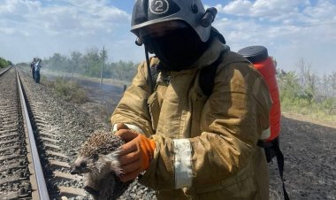 Спасение ежа из пожара в Актобе попало на видео