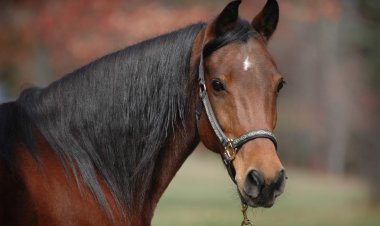 Лошадь на свалке: полиция Павлодара не нашла владельца туши