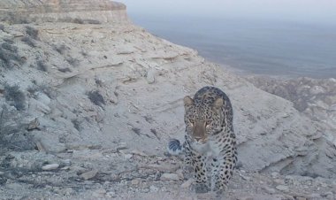 В Мангистаускую область вернулись краснокнижные кошки