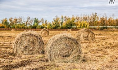 В Актогайском районе снизились риски по заготовке сена