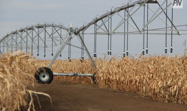 «Сахарной» культурой заинтересовались в Железинском районе