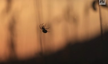 Укус баянаульского паука оказался неопасным