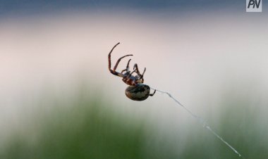 Баянауылда  әйел адамды өрмекші шағып алды