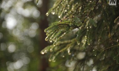 Павлодар облысында «Ертіс орманына» баруға қатаң түрде  шектеу қойылады