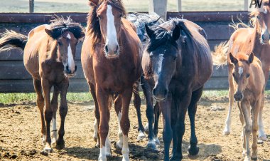 «Ауыл аманаты»:  Несие алудан Ақсудың кәсіпкерлері  көш бастап тұр