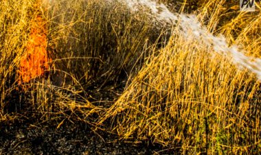 Пожар тушат в Кокжальском лесничестве Павлодарской области