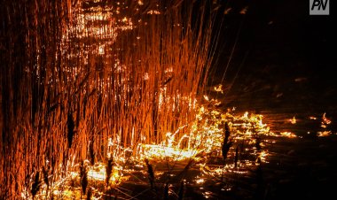 «Ертіс орманы» резерватында 17 аумақта өрт оқшауланды (ВИДЕО)