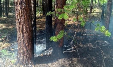 Гроза подожгла лес в Павлодарской области