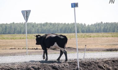 Павлодар - Қызылорда жолында жайылған ірі қаралардың иесі жазаланды