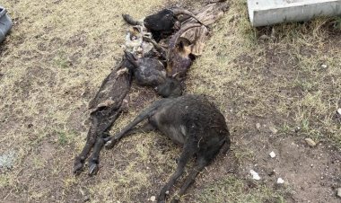 Скот сгорел в пожаре в одном из КХ Экибастуза (ВИДЕО)