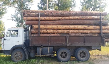 Шестиметровые сосны тайно спилил сельчанин в Аккулы