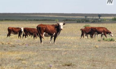 Массовый падеж скота выявили на севере Павлодарской области