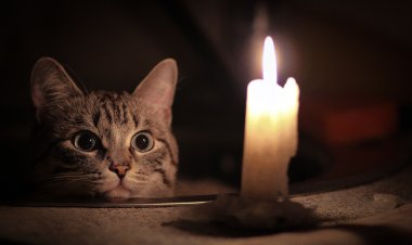 Ертең Павлодарда кешке дейін жарық болмайды