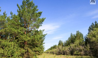 Жители Майского района смогут готовить сено в лесу