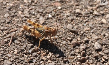 Павлодар облысында биыл шегірткелердің «шабуылы»  болуы мүмкін бе?