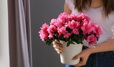 Цветам павлодарцев подарят вторую жизнь
